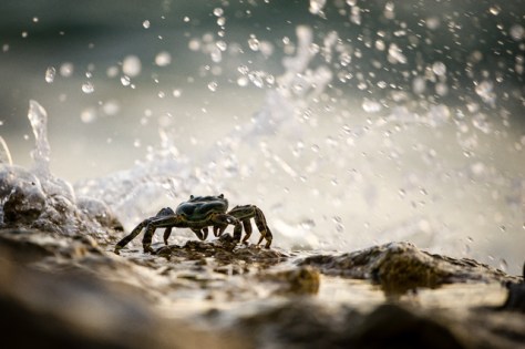 lady-elliot-isle_4672nature